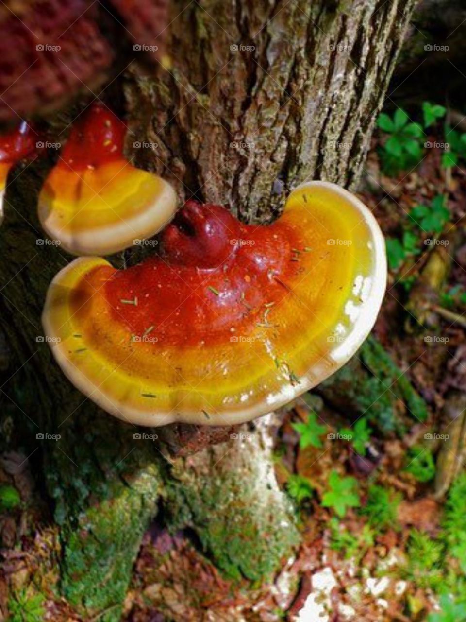 Ganoderma lucidum is a beautiful and famous mushroom that ancient people thought caused immortality. Today, the extract of this mushroom is used to treat diseases, cook food, and in herbal teas..