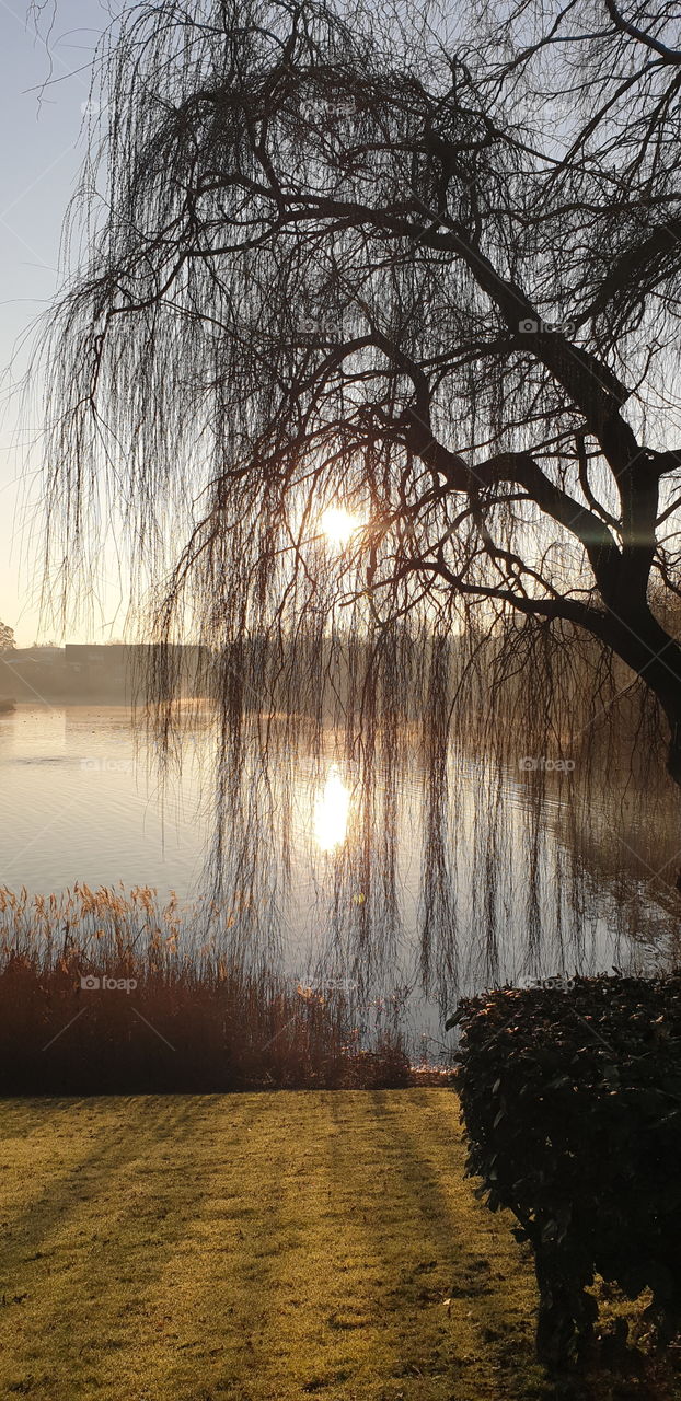 the sun shining through the willow tree reflecting off the lake.