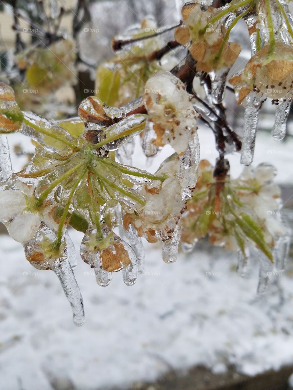 Ice covered flowers