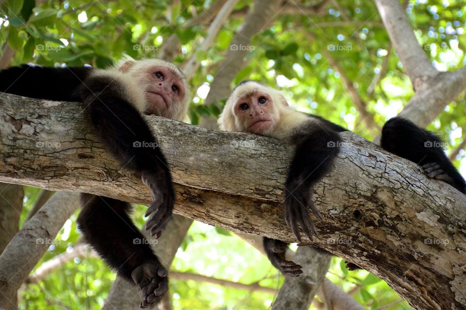 Costa Rican monkeys 