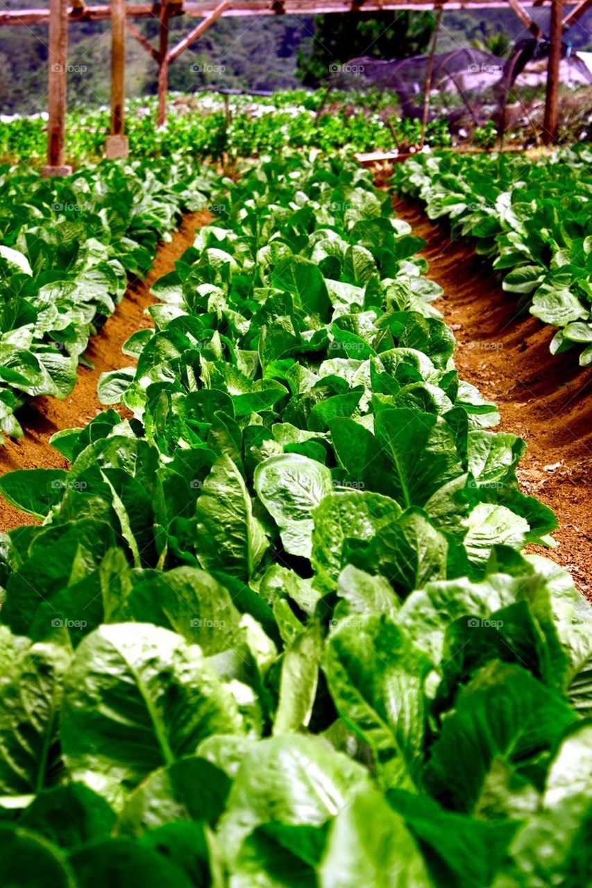 Lettuce farm