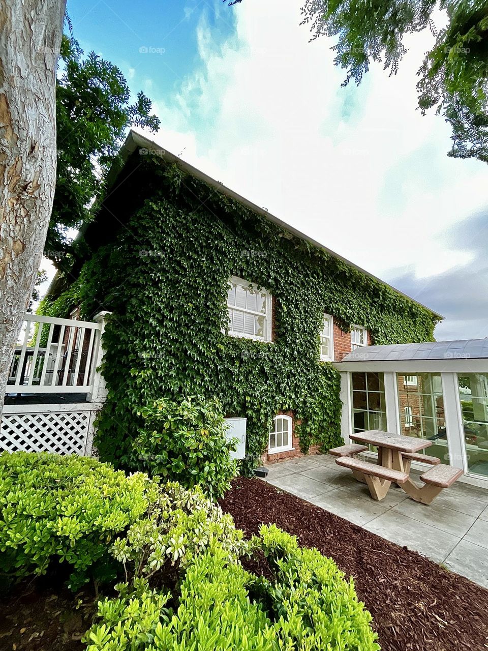Urban Ivy Plants on Building 