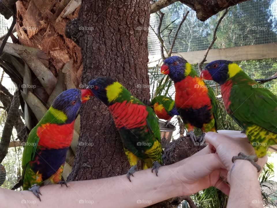 Group of Lorakeets
