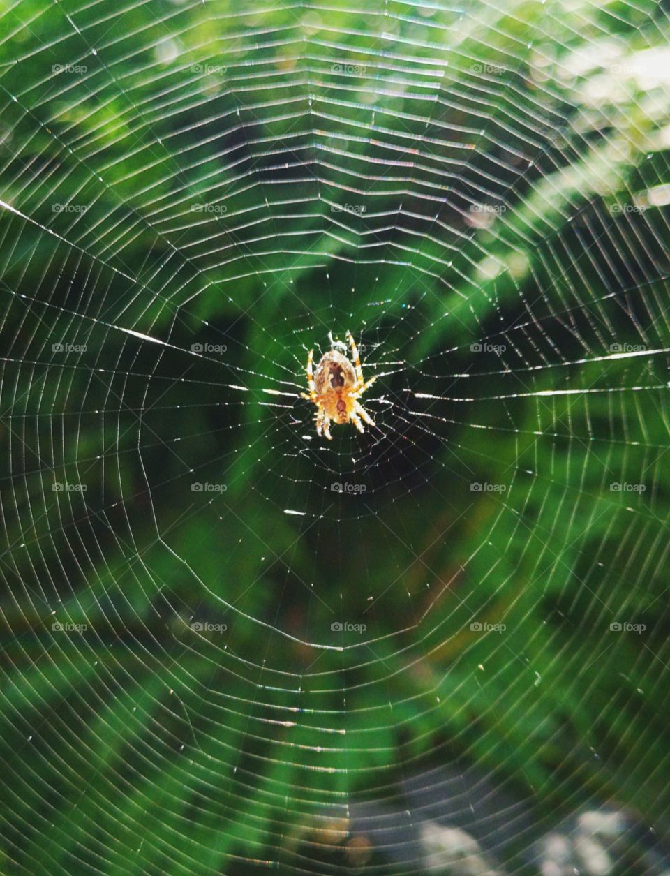 intricate spiderweb