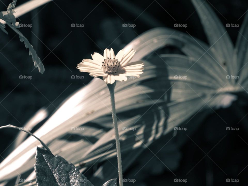 A dark moody flower in the forest