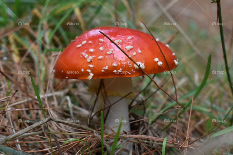 Red Tom mushroom resting in the damp forest