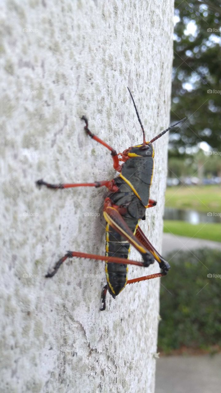 Black, red, and yellow grasshopper on a stone wall.