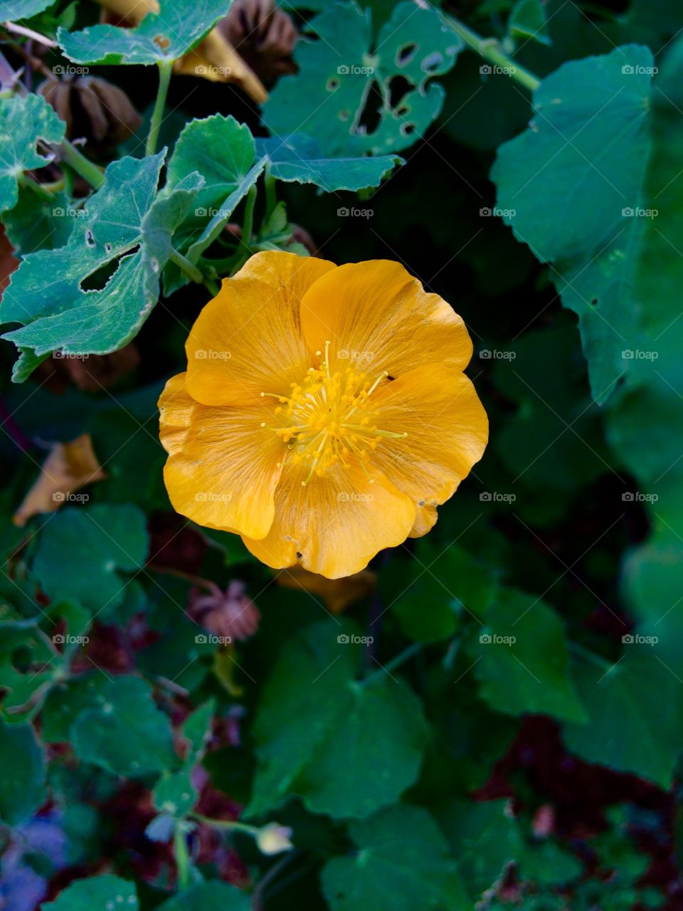 yellow flower 