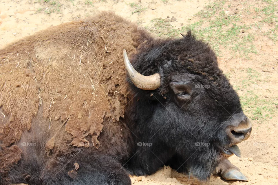 Buffalo