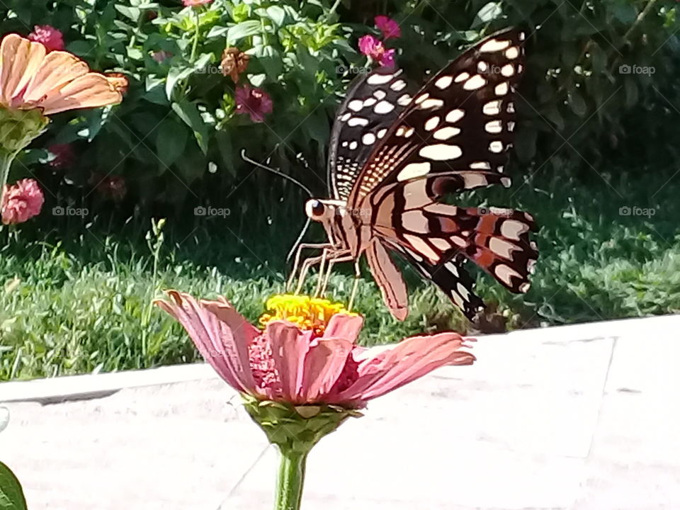 butterfly