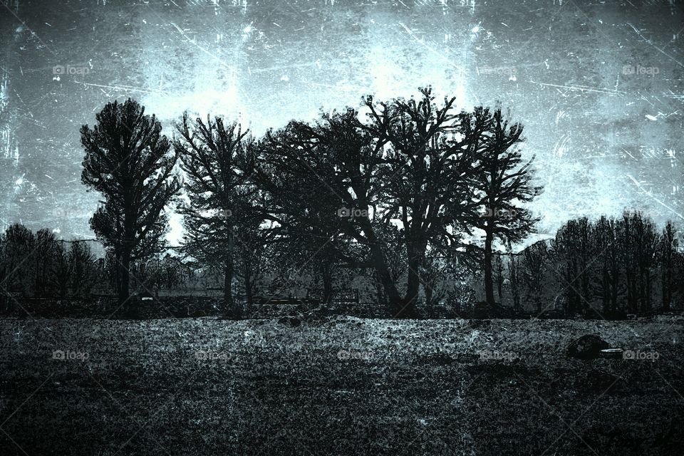 Trees in a natural environment with the blue sky in the background. Artistic effect.