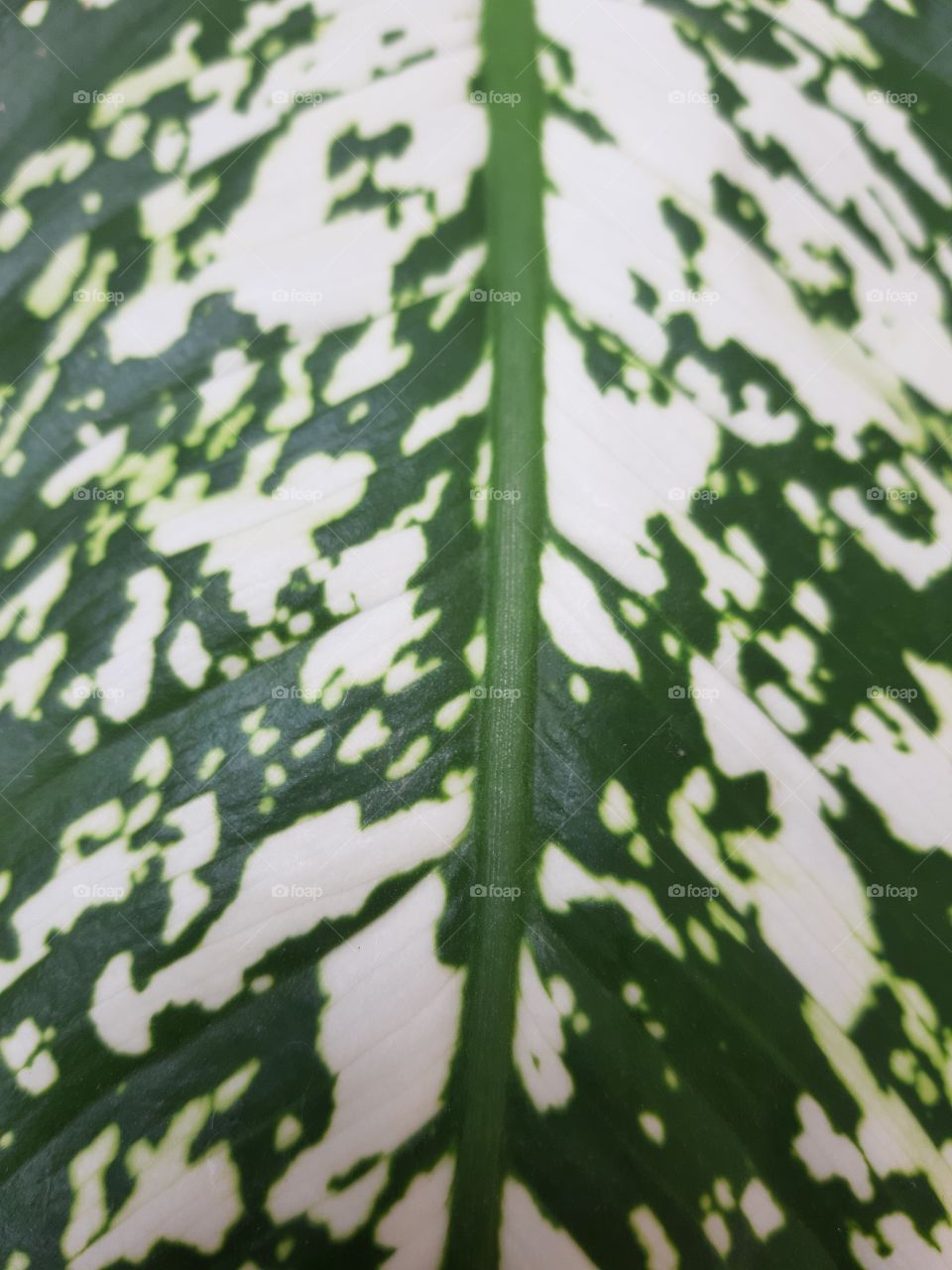 The pattern of leaf