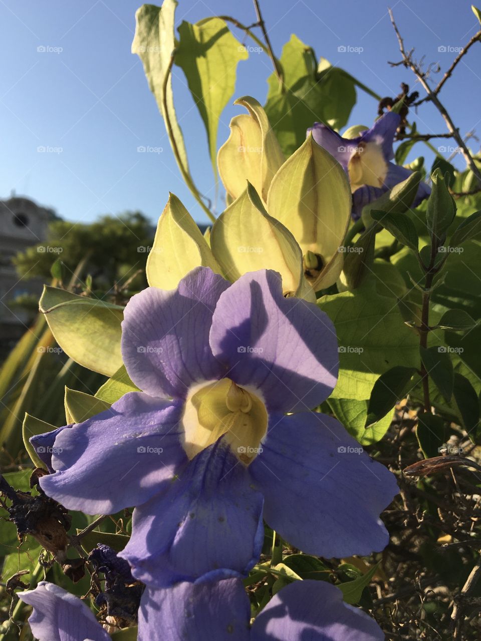 Evening sun on blue tropical flower 