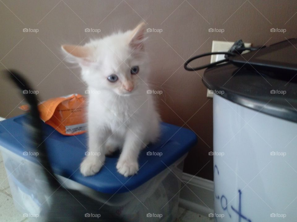 No Person, One, Indoors, Mammal, Family