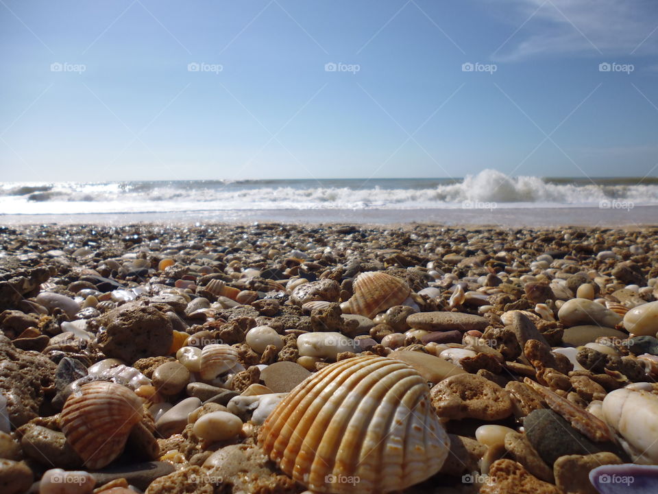 Scenic view of animal shells on beach