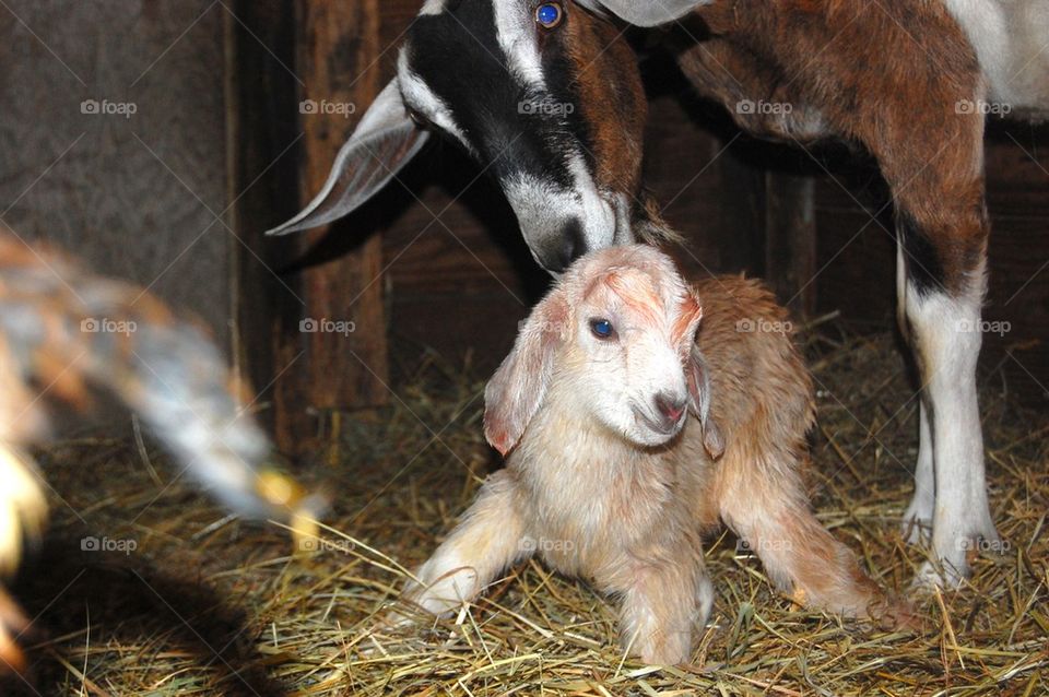 Goat birth 