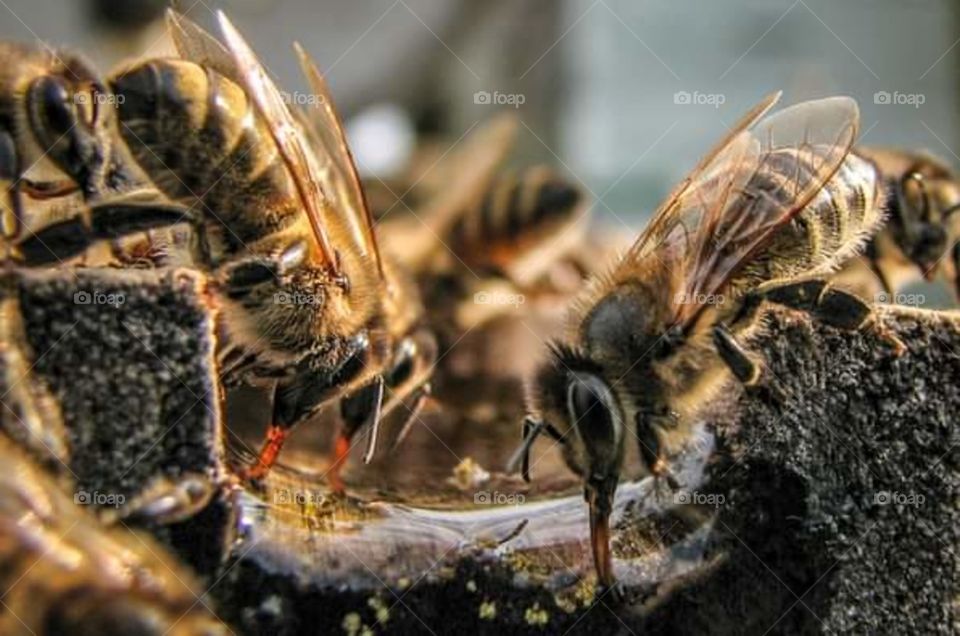 bees drinking water