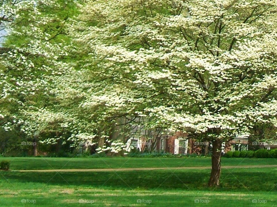 Dogwood