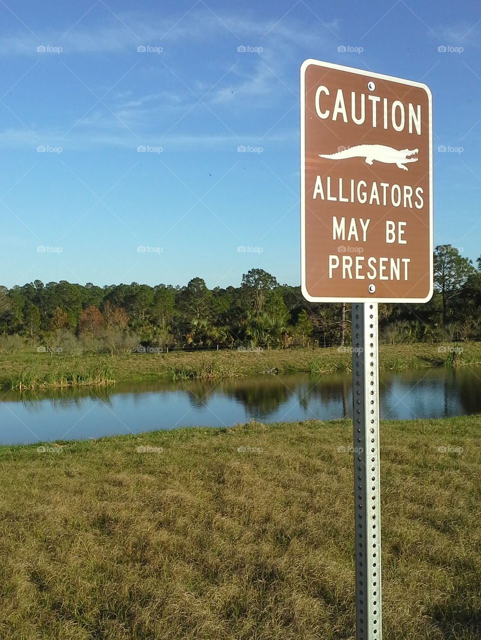 there is a gator across the pond
