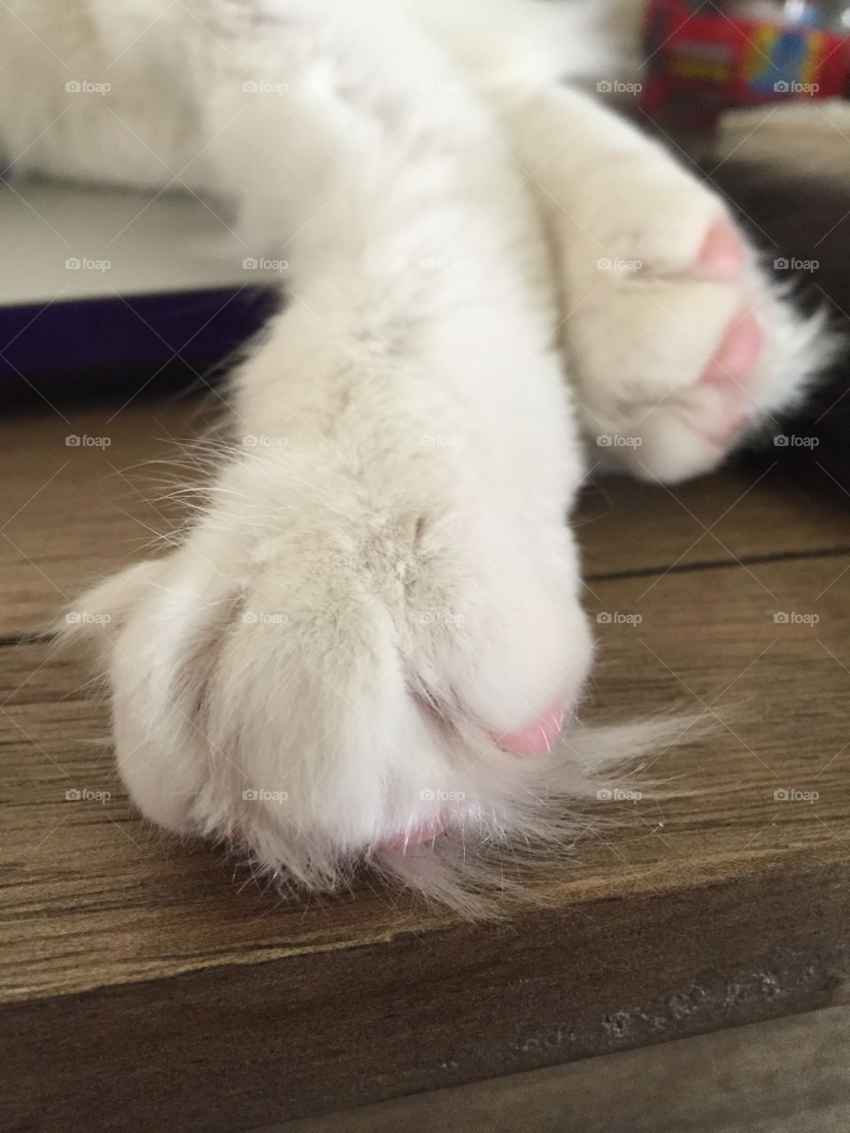 Kitty paws