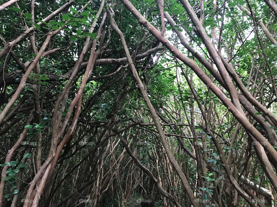 Jungle Île de la Réunion