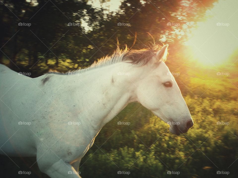 Gray Horse Running as the Sunsets