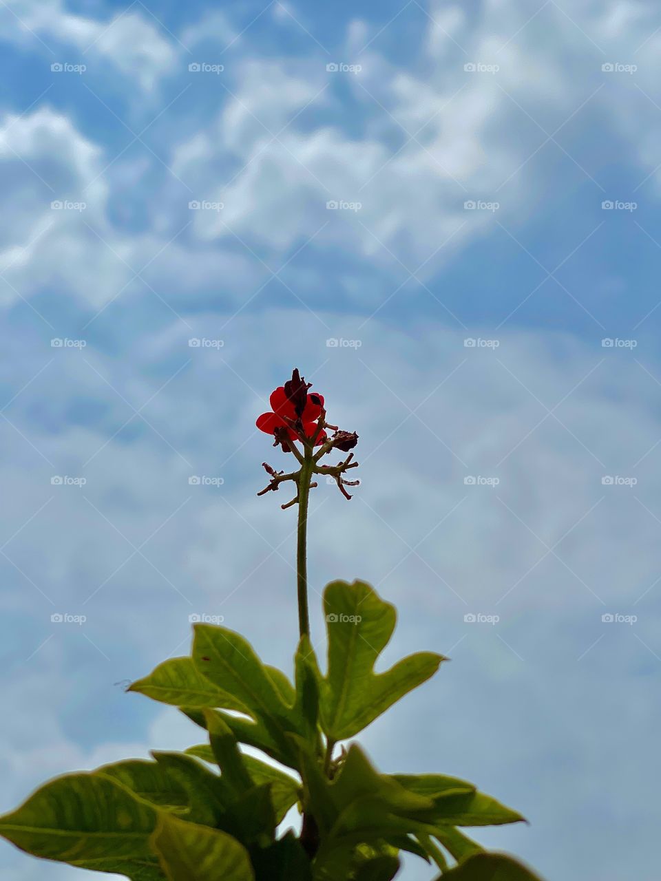 Beautiful red flower plant against the blue sky