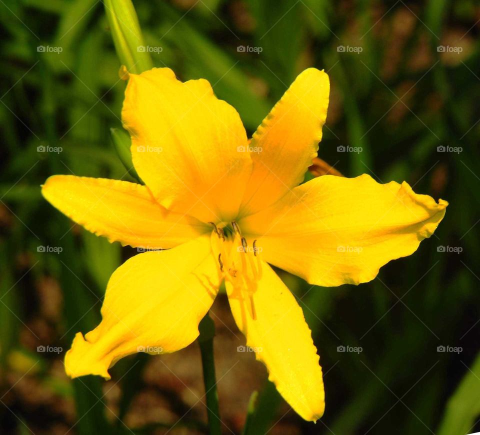A yellow flower in the garden in a sunny day