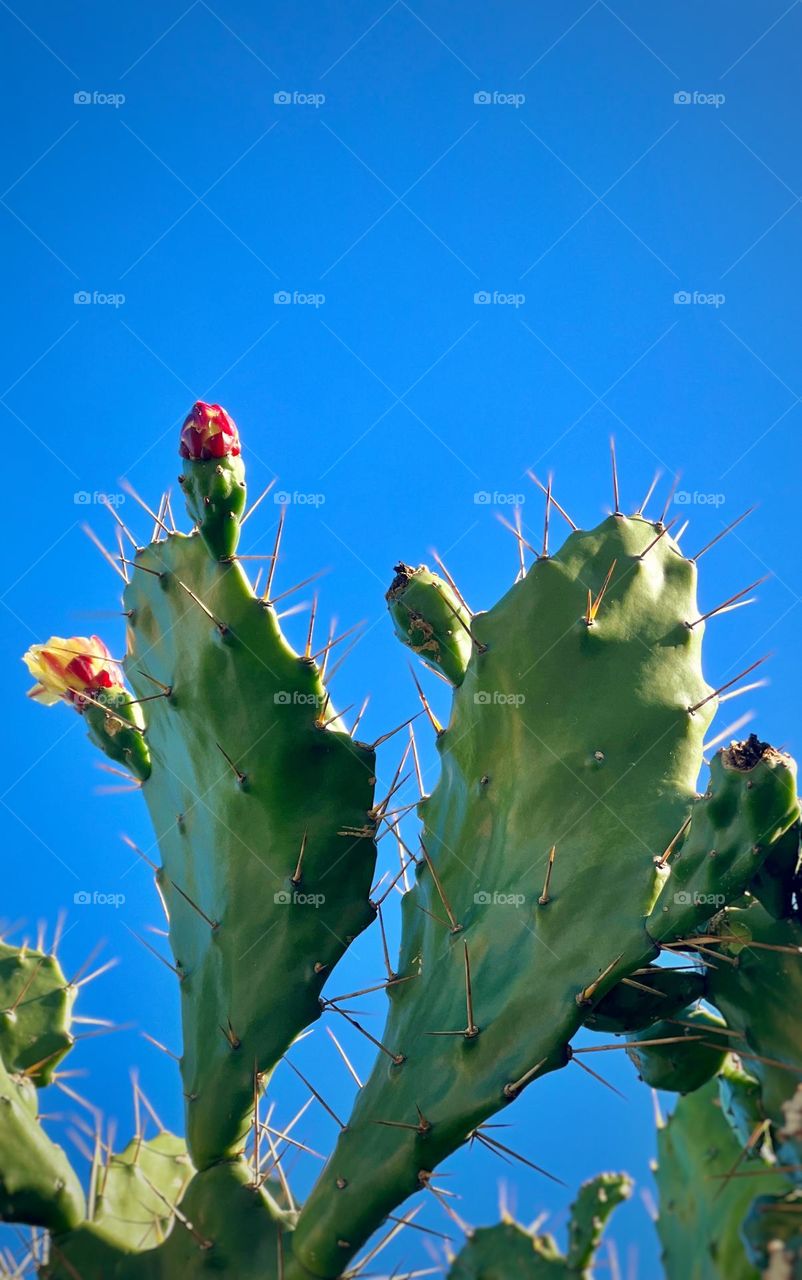 Cactus in the sky
