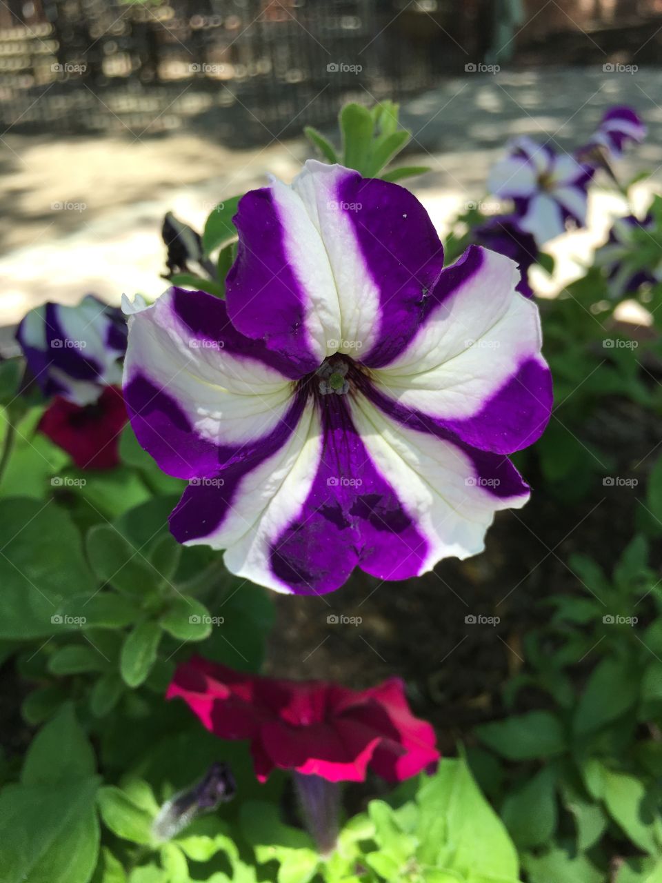 Purple and white petunia