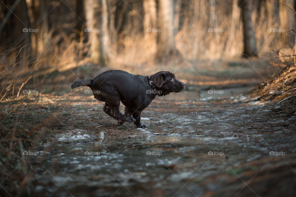 Funny brown Labrador dog in spring forest