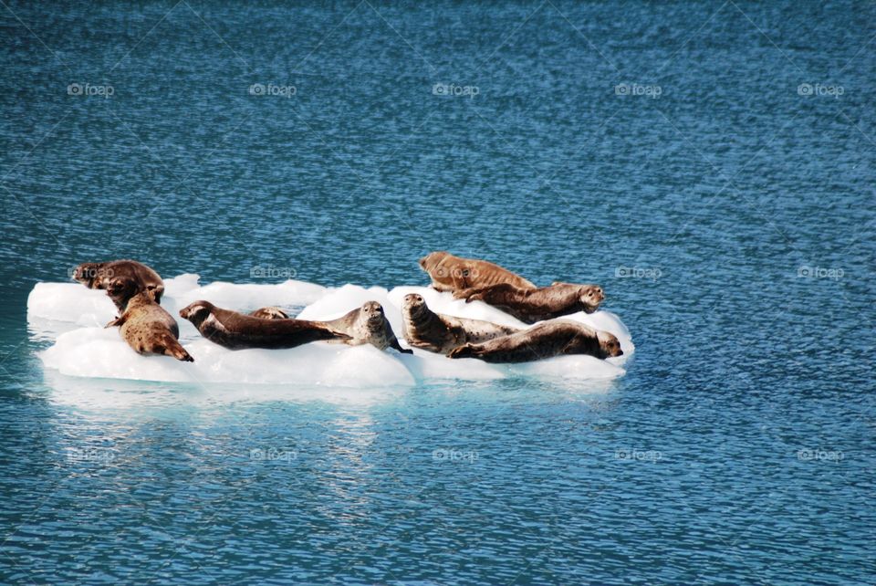 Harbor Seals resting on ice near Meares Glacier