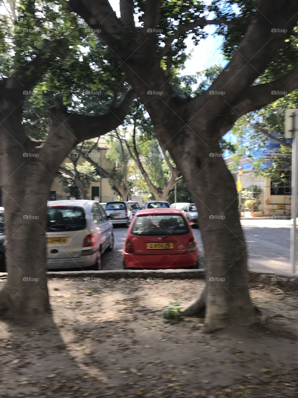 Trees, parking, leaves