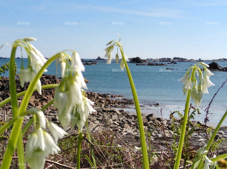 coast and flowers