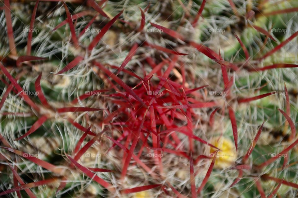 Cactus colors 