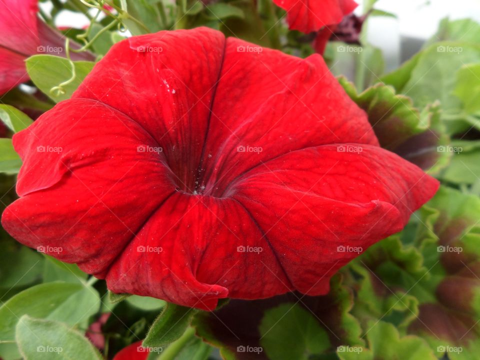 Red Color Story
by Getty Images Mission