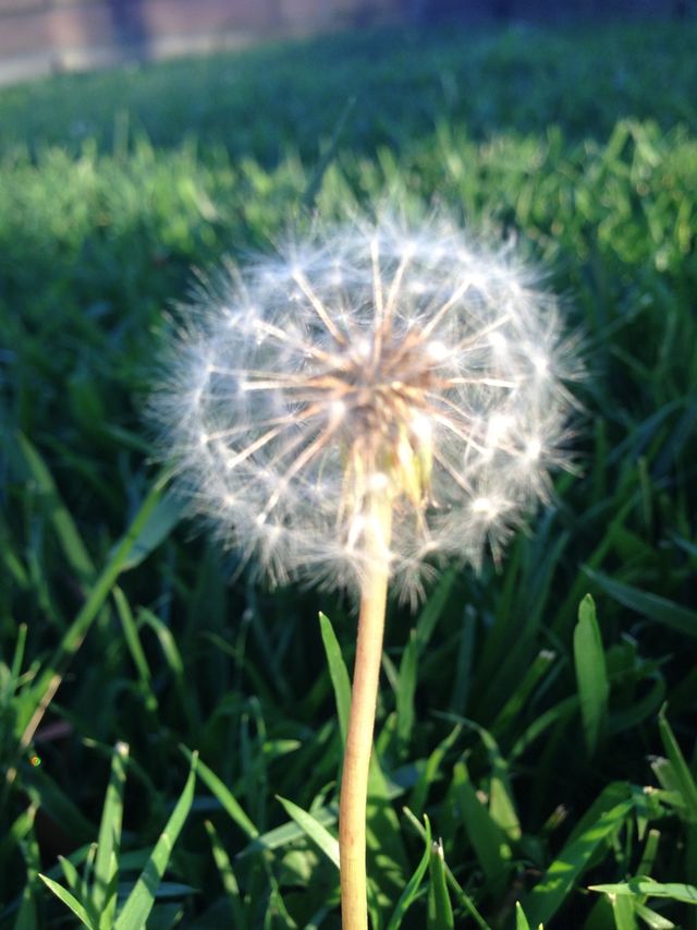 green nature dandelion flower by itsAus