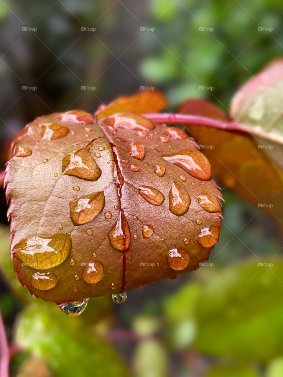 Leaf whit raindrops 
