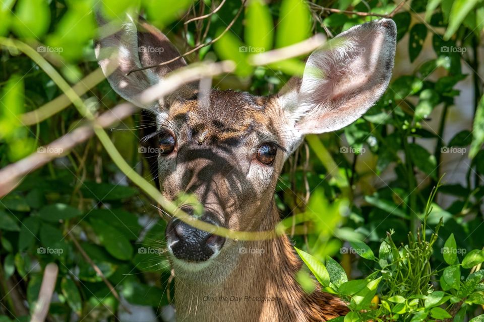 Foap, Wild Animals of the United Stated: Portrait of a White-tailed doe peering from within the greenery. Yates Mill County Park, Raleigh, North Carolina. 