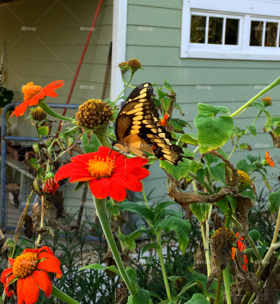 Swallow Tail landing on flower. After struggling in the brisk wing this yellow swallow tail butterfly lands softly on this brilliant flame orange flower