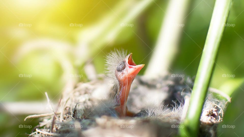 Angry blind baby black bird calling mother in the best.