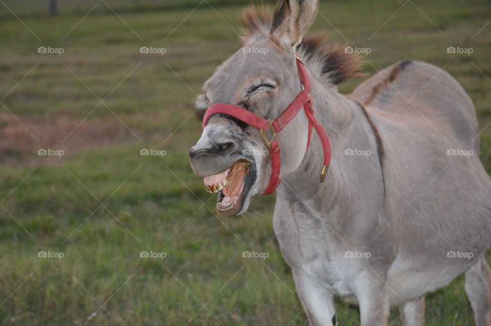 Yawning donkey. 