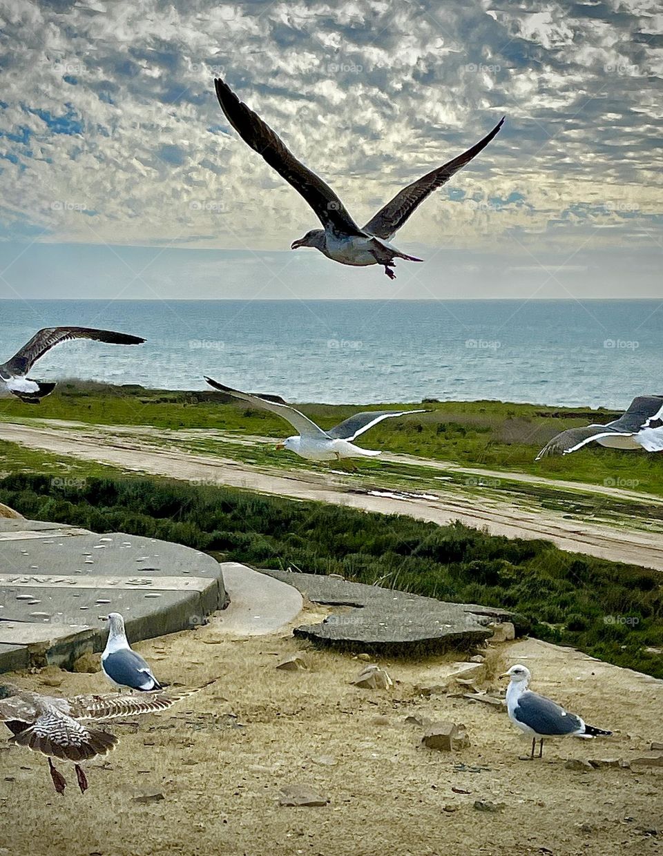 Western Gulls in Flight on the Coast