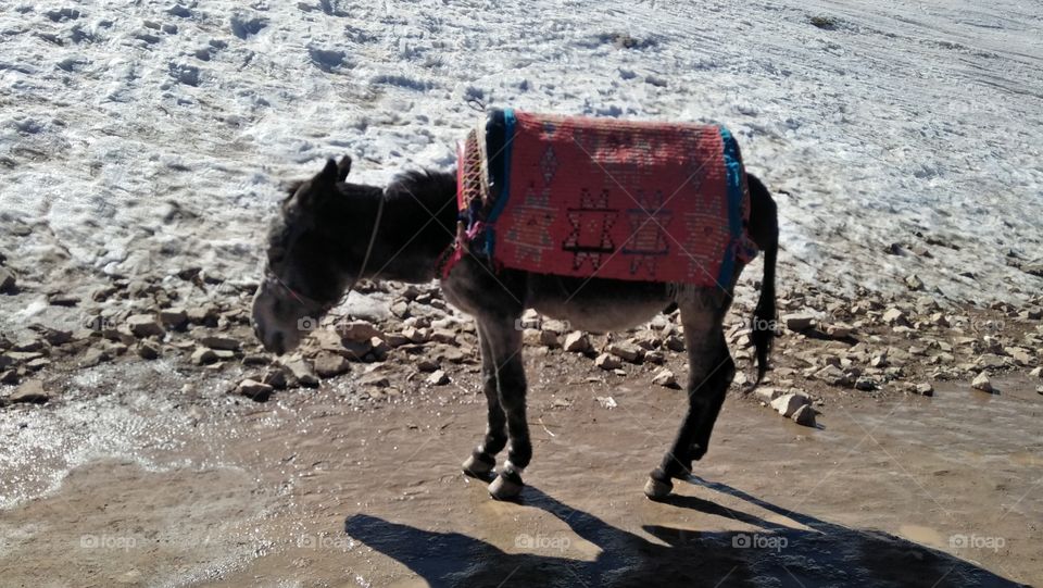 donkey and frozen snow.