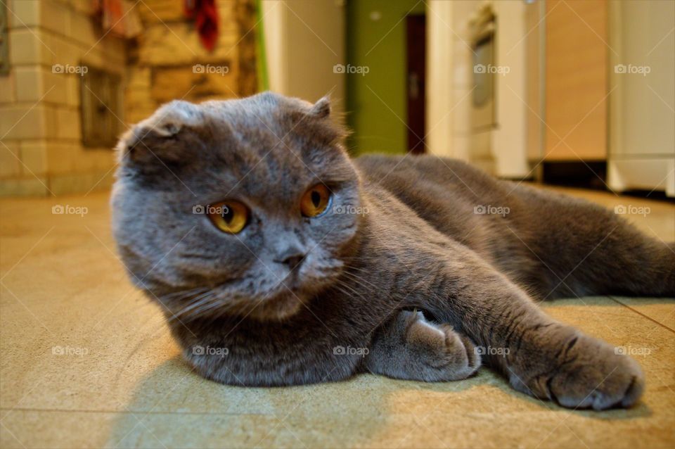 Close-up of  lying on floor