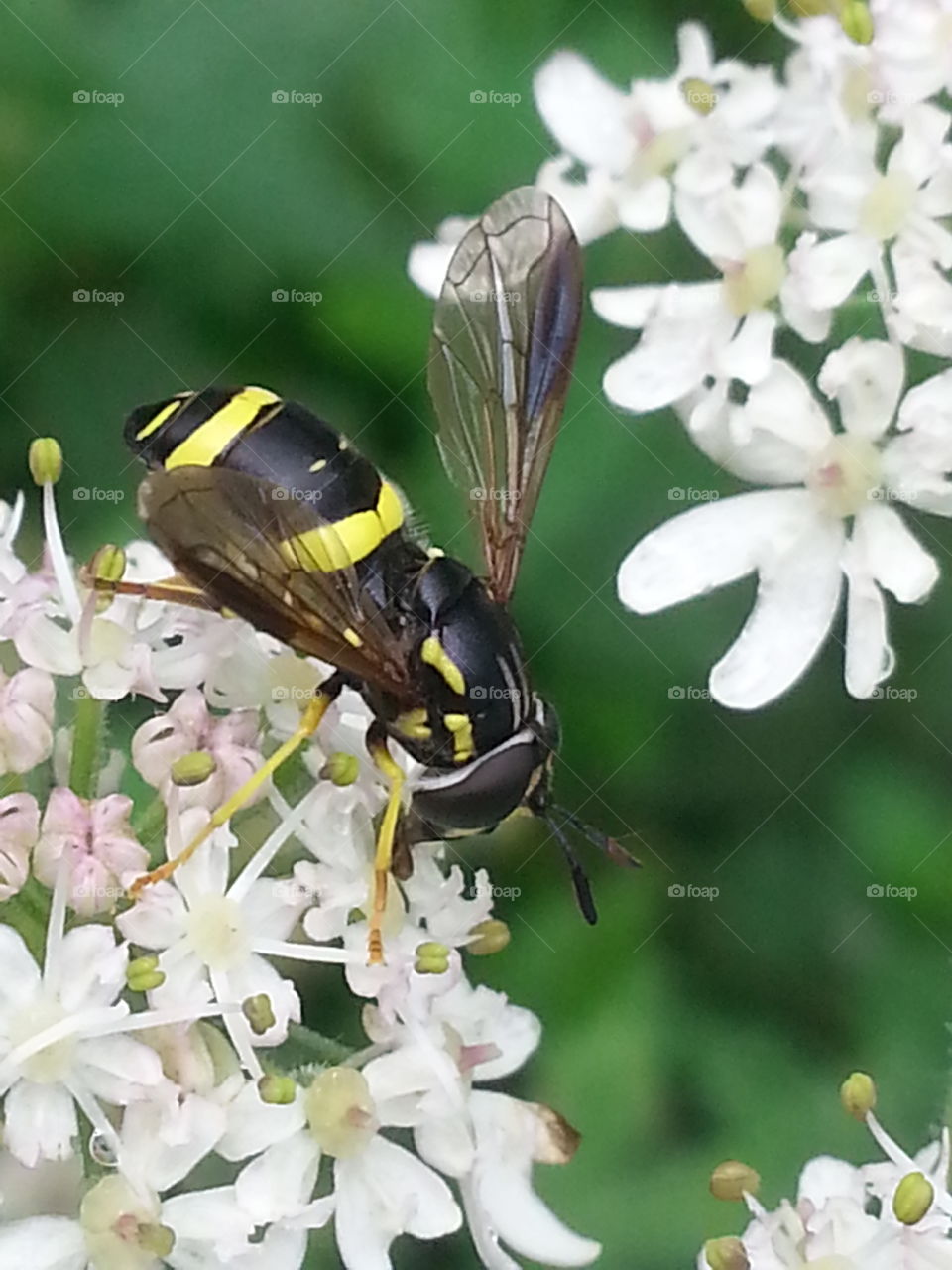 Bug. Barry, South Wales, UK