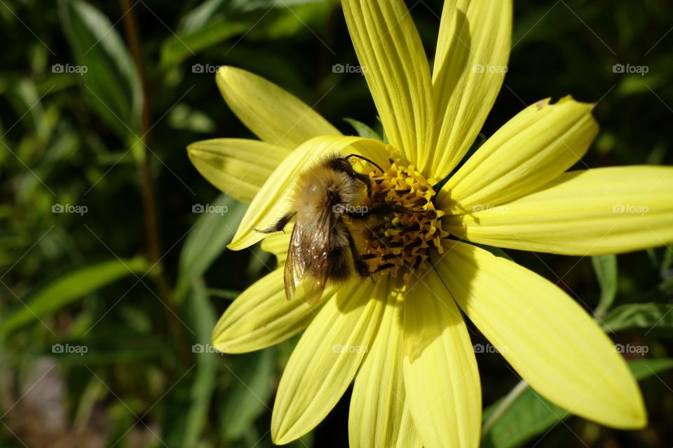 Bee on yellow flower