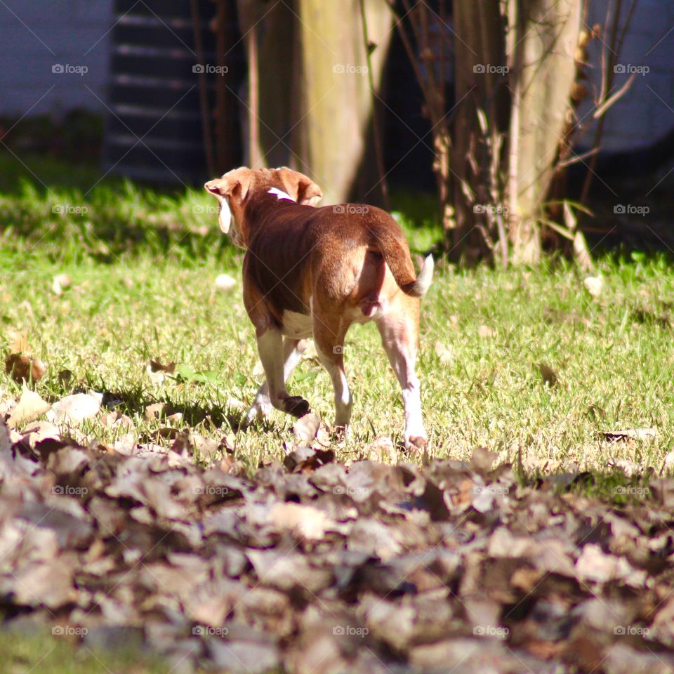 Dog chasing a squirrel 🐿