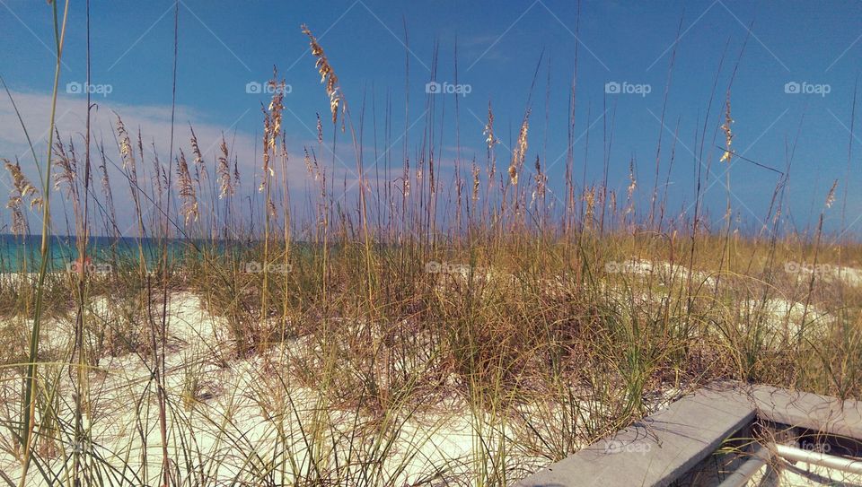 White Sand Beach in Florida. White Sand Beach in Florida