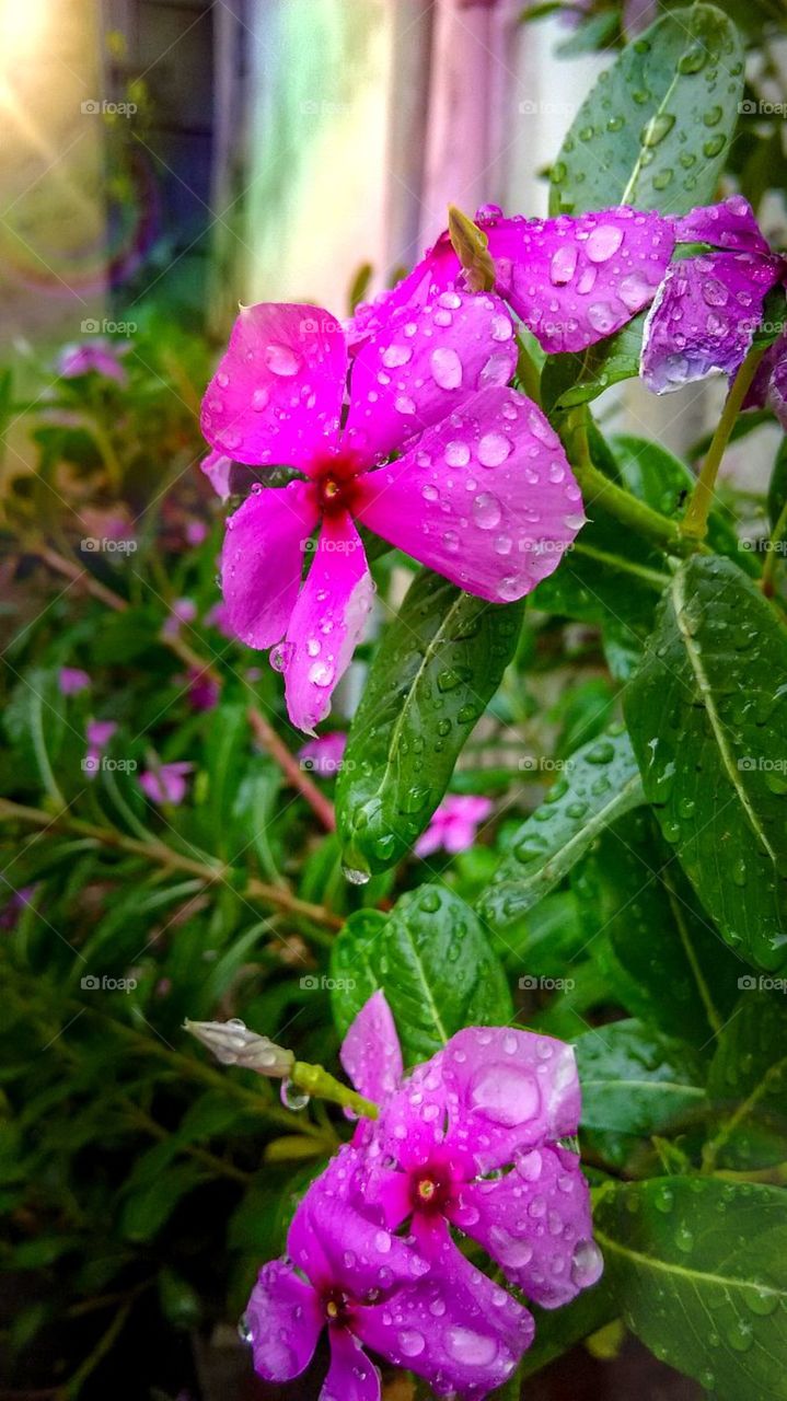 This photo is from my garden after the rain.